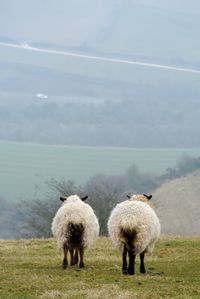Sheep grazing on field against sky