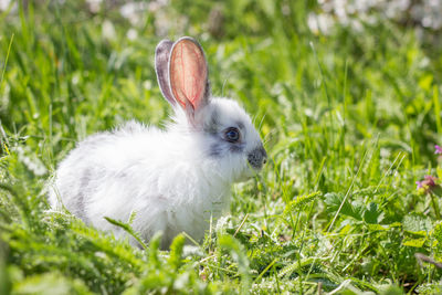 Close-up of a rabbit on grass
