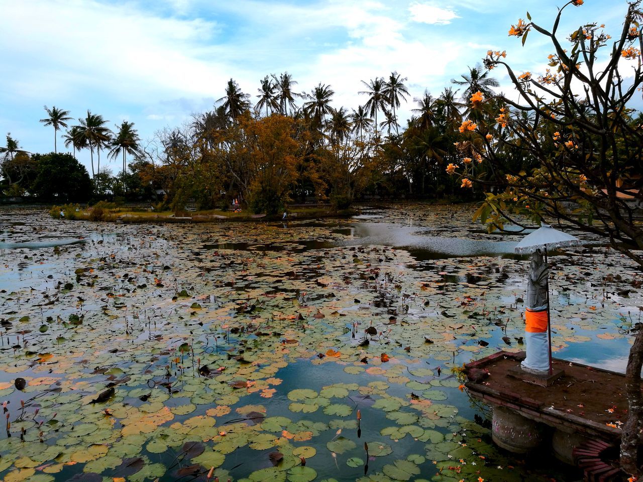 LEAVES FLOATING ON WATER AGAINST SKY DURING AUTUMN