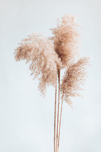 Close-up of dry plant against white background