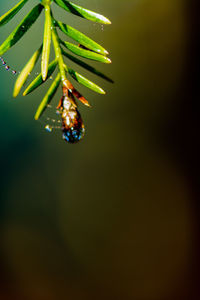Close-up of raindrops on plant