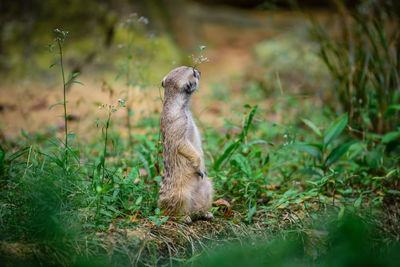 Meerkat walking on tree trunk at zoo