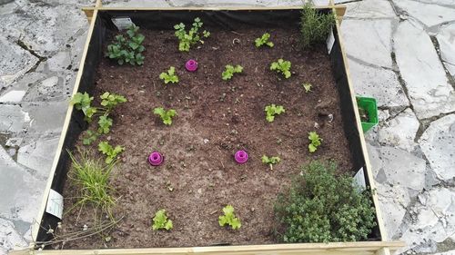 High angle view of plants growing on ground