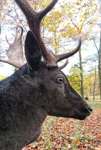 Close-up of deer in the forest