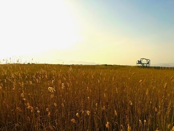 Scenic view of agricultural field against clear sky