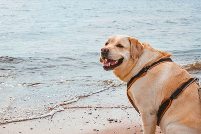 Dog looking away on beach