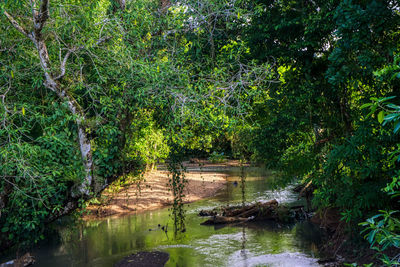 Plants and trees by river in forest