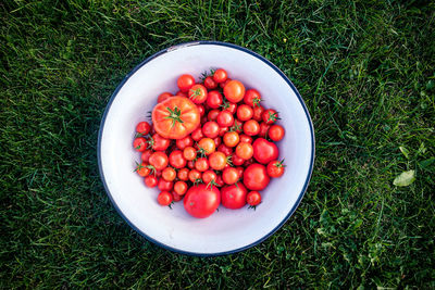 High angle view of cherries in bowl on field