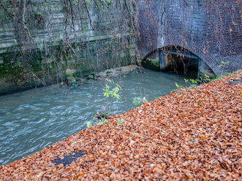 Water falling from leaves during autumn