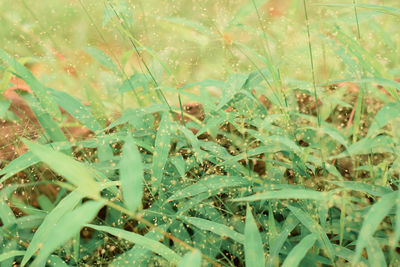 Full frame shot of plants growing on field