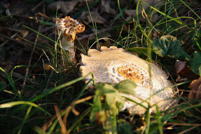 Close-up of mushroom growing on field