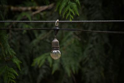 Close-up of hanging from tree