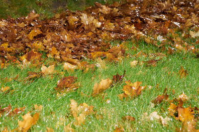 Close-up of mushrooms growing on field