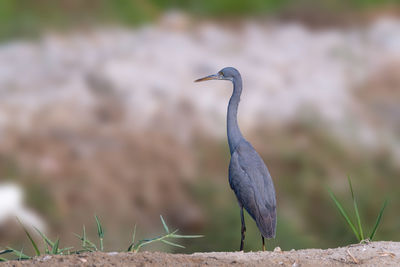 Western reef heron perched on the ground