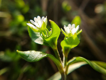 Close-up of flowering plant