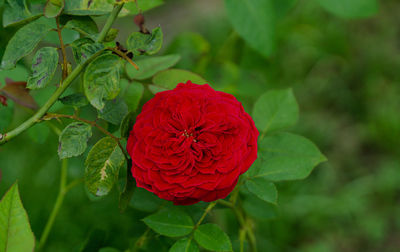 Close-up of red rose flower