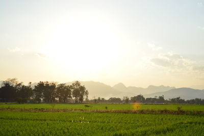 Scenic view of field against sky during sunset