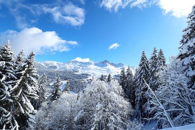 Pine trees on snowcapped mountains against sky