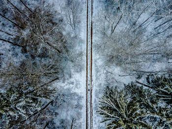 View of trees on snow covered land