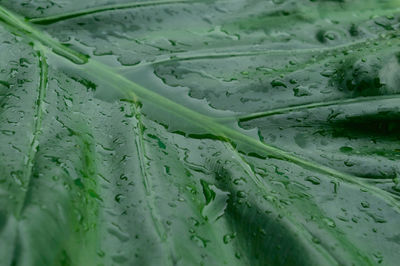 Rain drops on green leaves. abstract texture pattern. nature background. summer monsoon rainy season