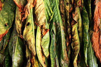 Full frame shot of drying tobacco leaves.