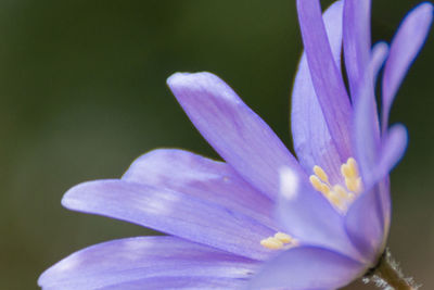 Close-up of purple flower