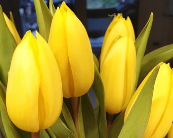 Close-up of yellow flowering plant