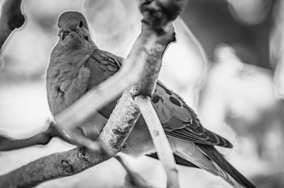 Low angle view of birds perching on branch