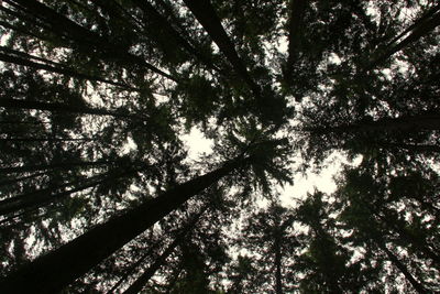 Low angle view of tree in forest