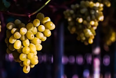 Close-up of grapes hanging in container