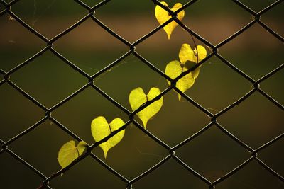 Close-up of yellow seen through chainlink fence
