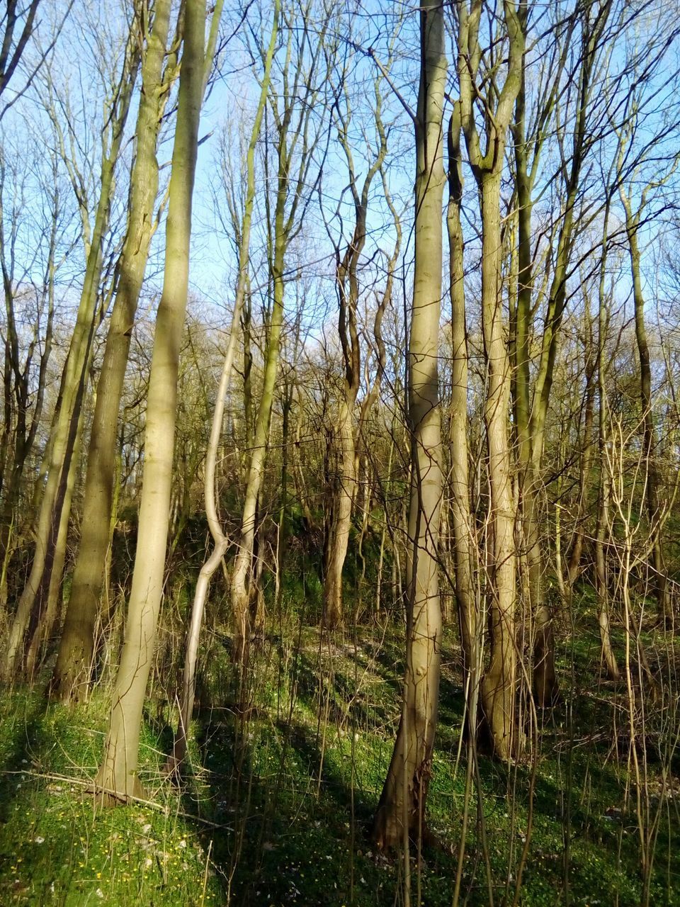 BARE TREES IN A FOREST