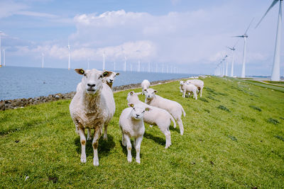 Sheep in a field