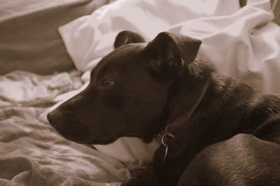 Dog lying on bed at home