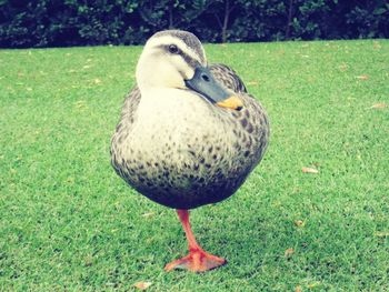 Close-up of duck on field