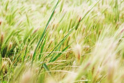 Close-up of wheat growing in field