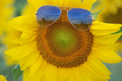 Close-up of yellow butterfly on flower