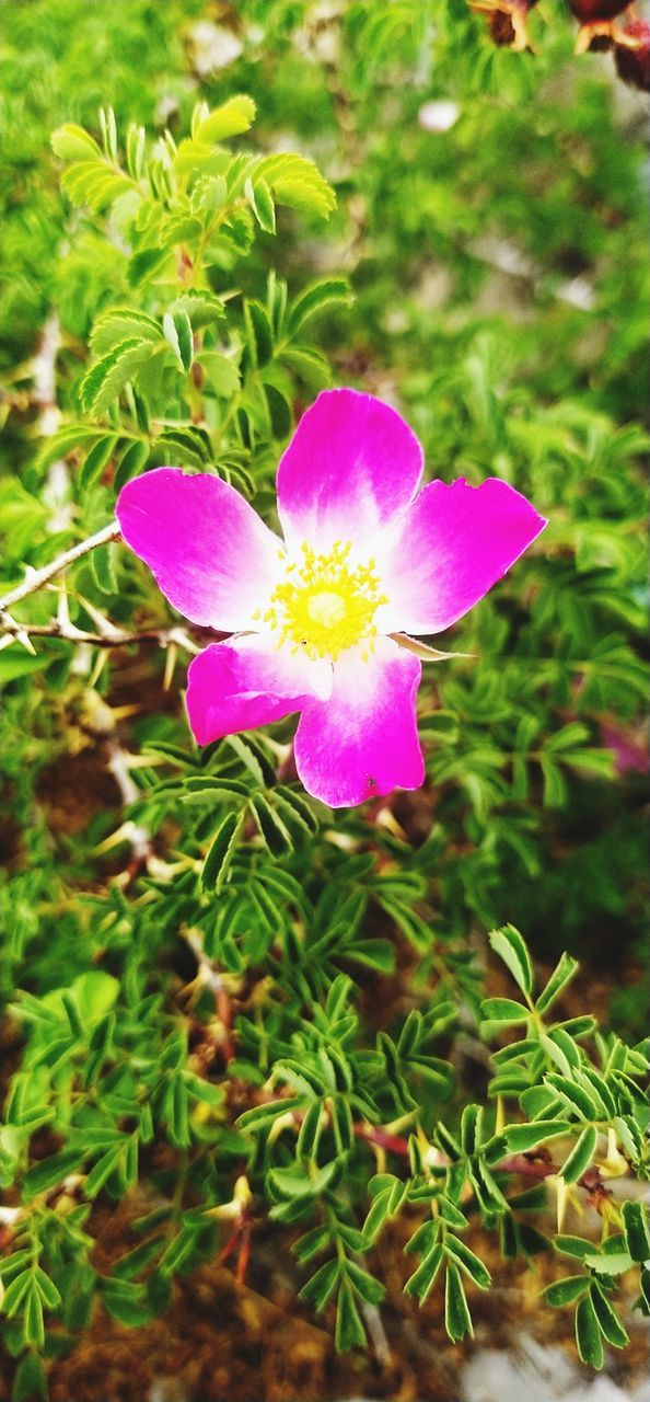 plant, flower, flowering plant, beauty in nature, freshness, growth, fragility, petal, close-up, nature, pink, flower head, inflorescence, no people, wildflower, green, day, plant part, focus on foreground, leaf, purple, outdoors, botany, high angle view