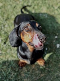 Portrait of a dog looking away