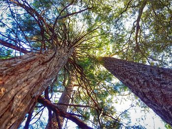 Low angle view of trees against sky