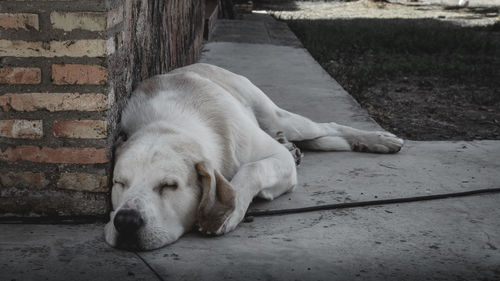 Close-up of dog sleeping on footpath