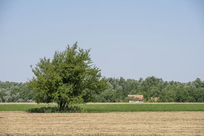 Trees on field against clear sky