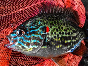 Close-up of fish swimming