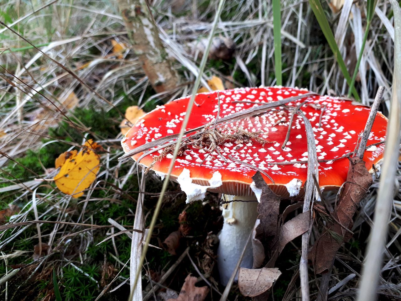 CLOSE-UP OF MUSHROOM ON FIELD