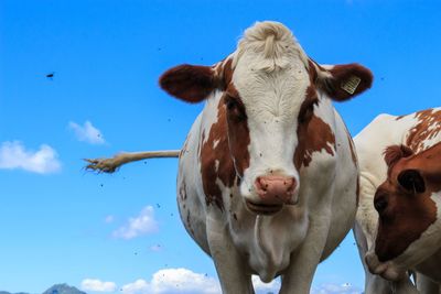 Low angle view of cow against blue sky