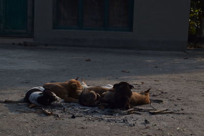 View of a sleeping dog