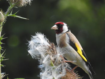 Close-up of bird perching on plant