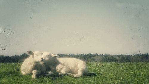 Sheep resting in a field