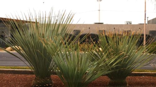 Close-up of plants against sky