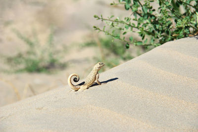 Lizard on a sand dune with a bush on a greasy summer day